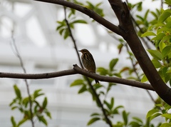 Anthus hodgsoni