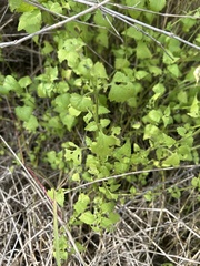 Fleischmannia incarnata