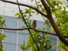 Anthus hodgsoni
