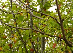 Anthus hodgsoni