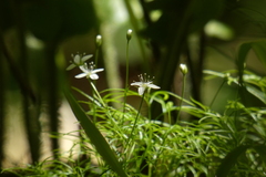 Moehringia muscosa