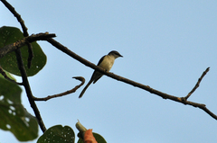 Pericrocotus divaricatus