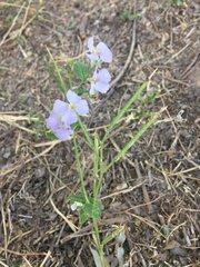 Orychophragmus violaceus