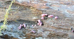 Ascocoryne sarcoides