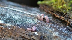 Ascocoryne sarcoides