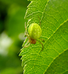 Araniella cucurbitina