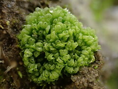 Sphaerocarpos europaeus