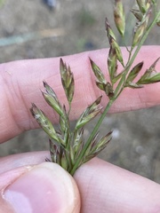 Lolium arundinaceum