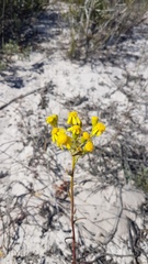Senecio rosmarinifolius