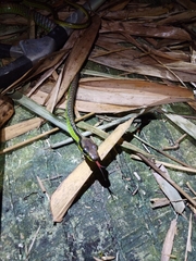 Dendrelaphis formosus