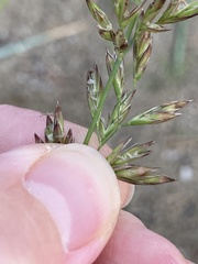 Lolium arundinaceum