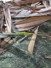 Dendrelaphis formosus