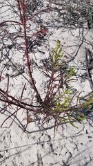 Senecio rosmarinifolius