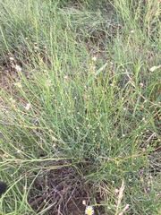 Chloracantha spinosa