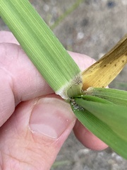 Lolium arundinaceum