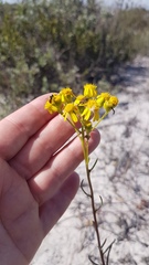 Senecio rosmarinifolius