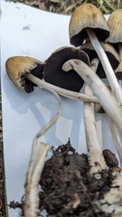 Coprinellus micaceus