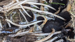 Coprinellus micaceus