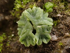 Riccia glauca