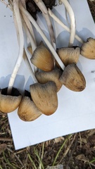 Coprinellus micaceus