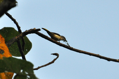 Pericrocotus divaricatus