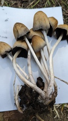 Coprinellus micaceus