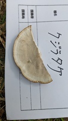 Trametes orientalis