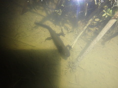 Cynops pyrrhogaster