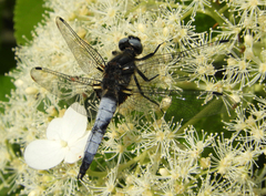Libellula fulva