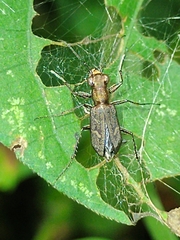 Cicindelinae