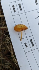 Pluteus leoninus