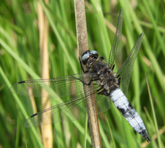 Libellula fulva