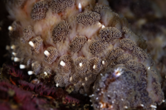 Pycnopodia helianthoides