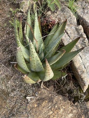 Aloe petricola