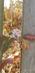 Symphyotrichum drummondii