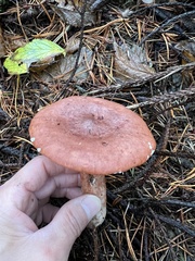 Lactarius rufus