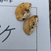 ウズラタケ