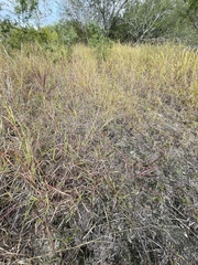 Bothriochloa ischaemum