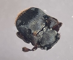 Chlamydopsis