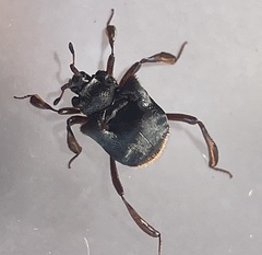Chlamydopsis