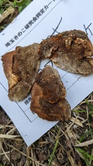 Inonotus mikadoi