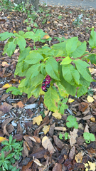 Phytolacca americana