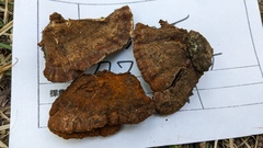 Inonotus mikadoi