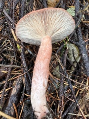 Lactarius rufus
