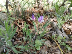 Lathyrus magellanicus