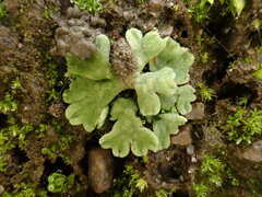 Riccia glauca