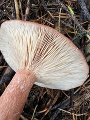Lactarius rufus