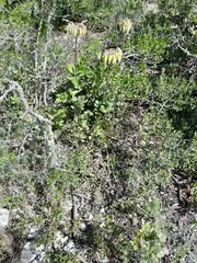 Cotyledon orbiculata