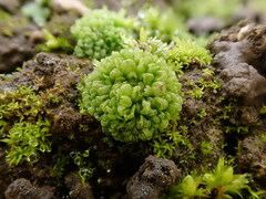 Sphaerocarpos europaeus