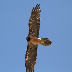 Gypaetus barbatus barbatus
